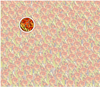 Can you find Nemo?